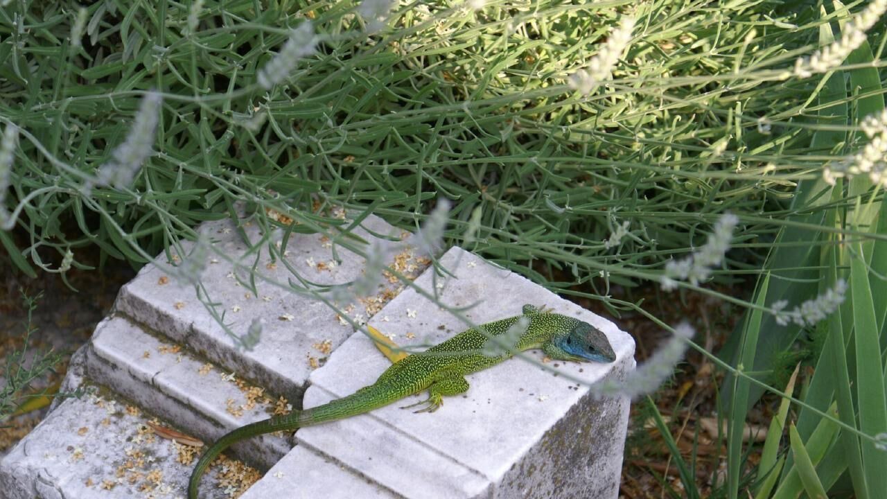 Photo of Outdoor in Aer