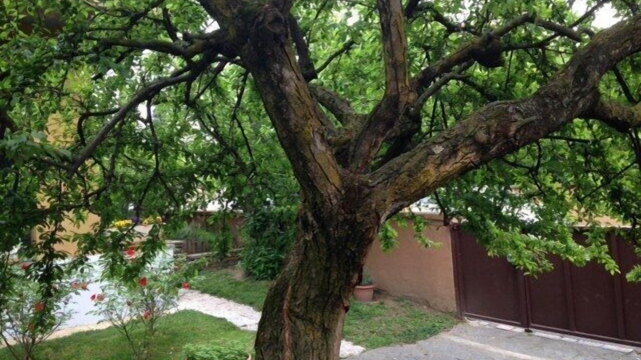 Photo of Outdoor in Arese