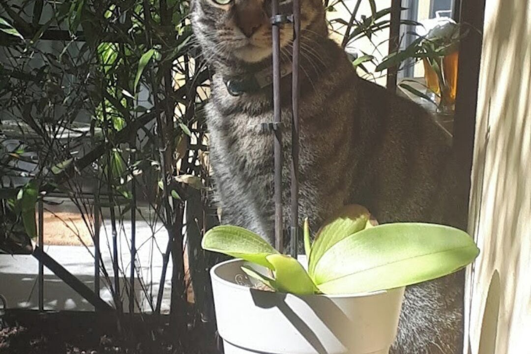 Photo of Outdoor in Certosa