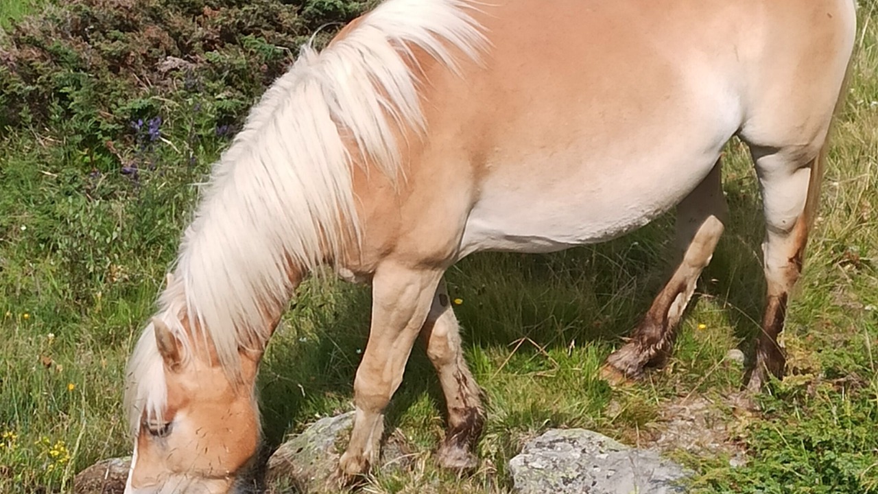 Photo of Others in Aprica