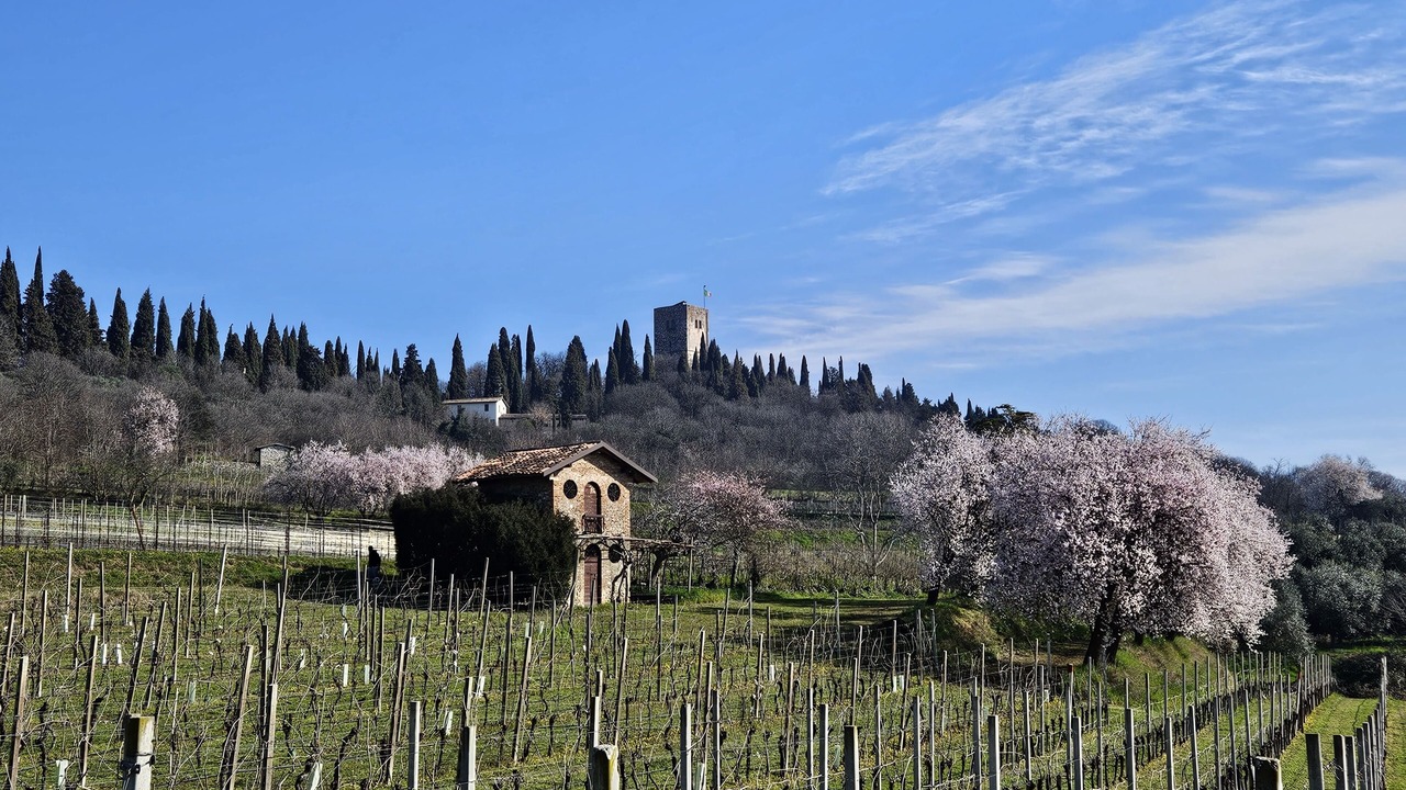 Photo of Others in Solferino