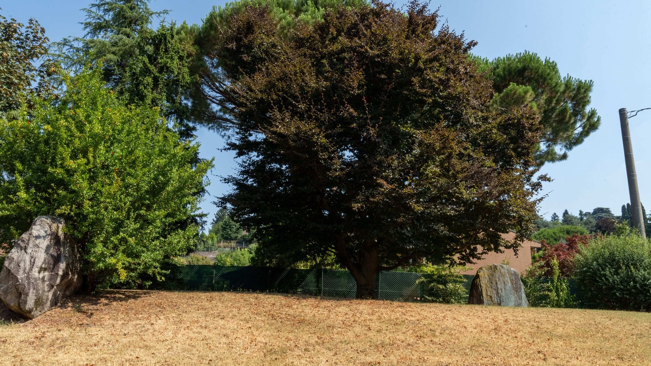 Photo of Outdoor in Erba