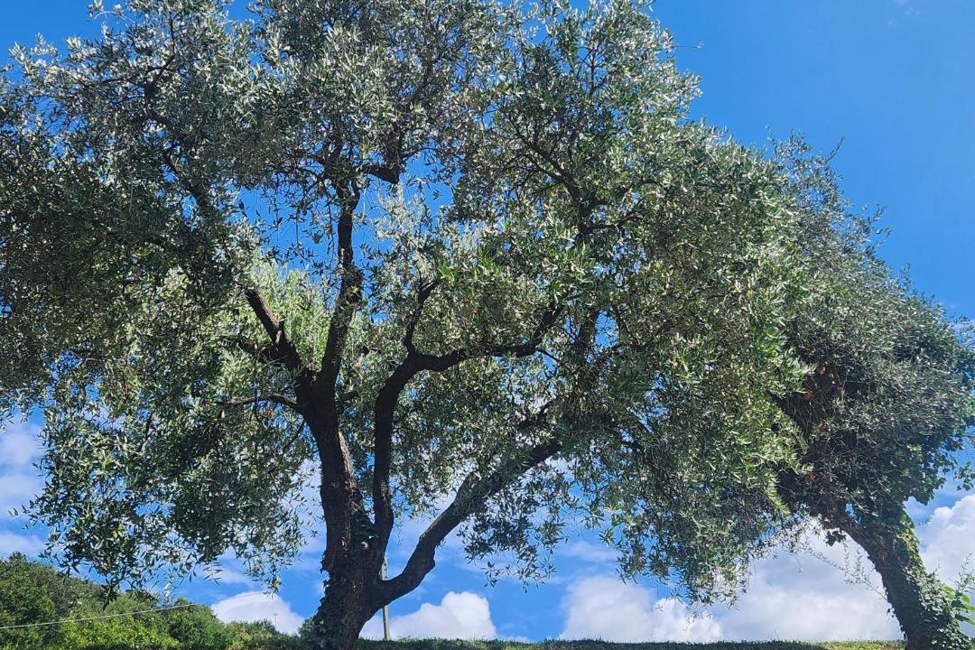 Photo of Outdoor in Siviano