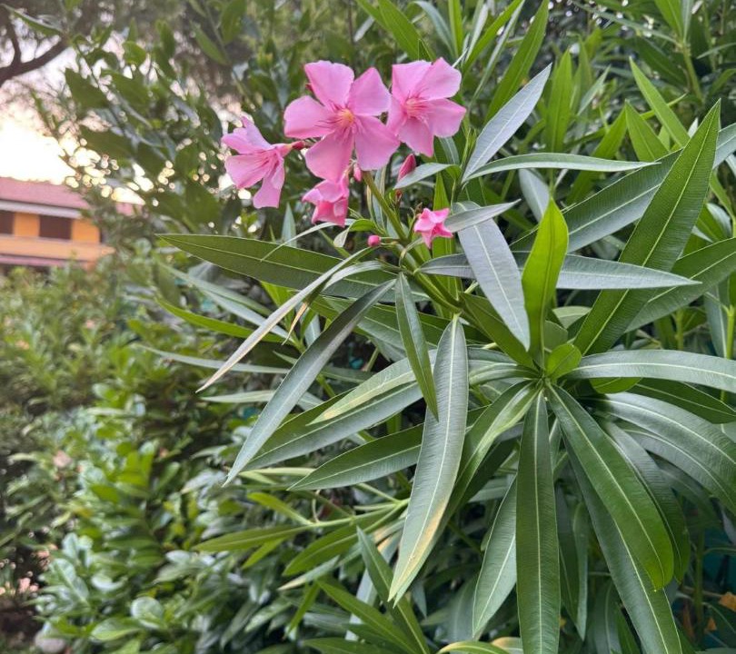 Photo of Outdoor in Colombare