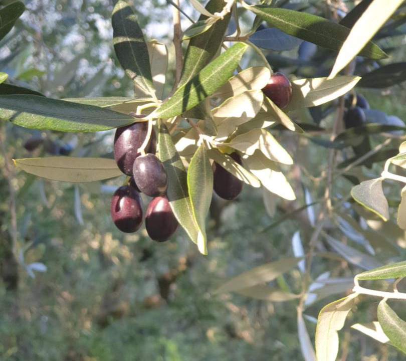 Photo of Outdoor in Siviano