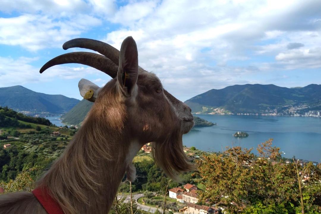 Photo of Others in Marone