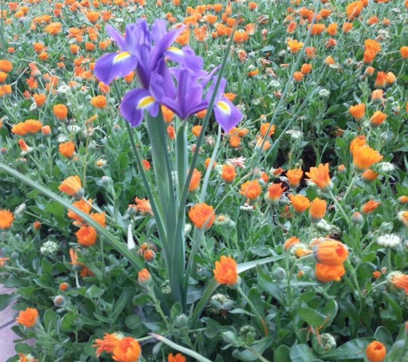 Photo of Outdoor in Pieve San Giacomo
