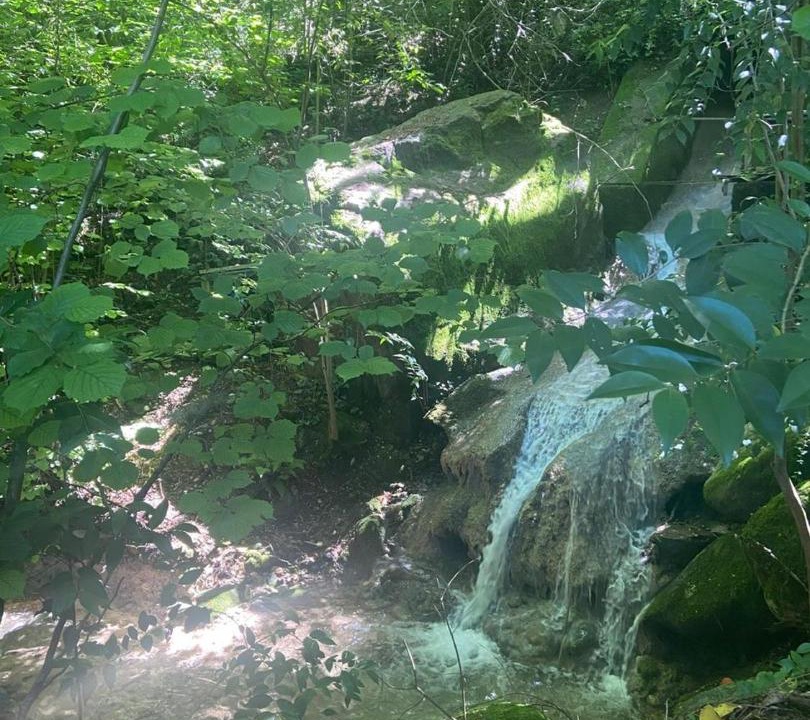 Photo of Outdoor in Roe