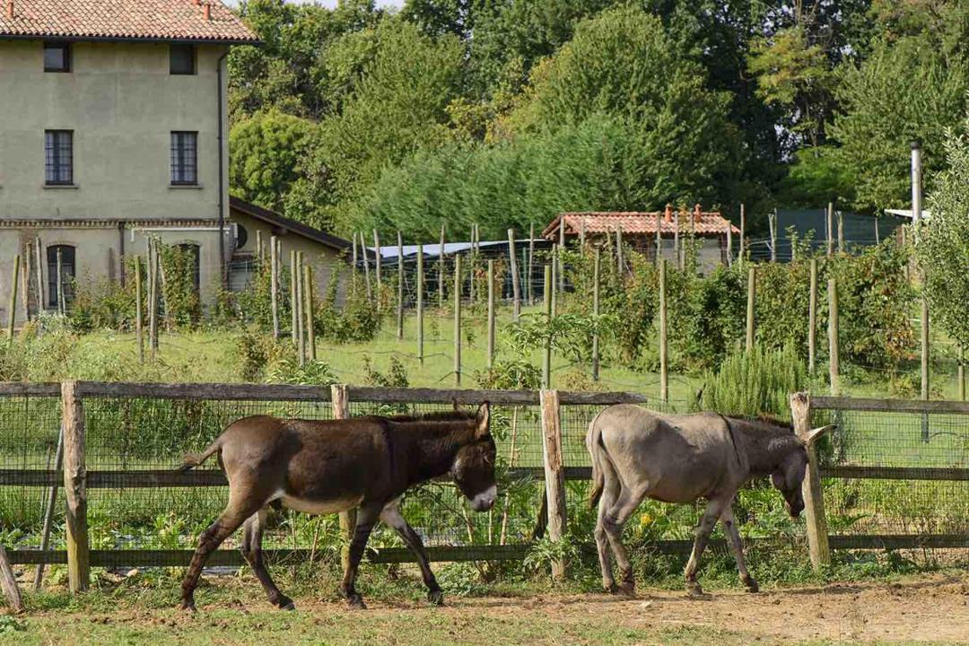 Photo of Others in Montesiro