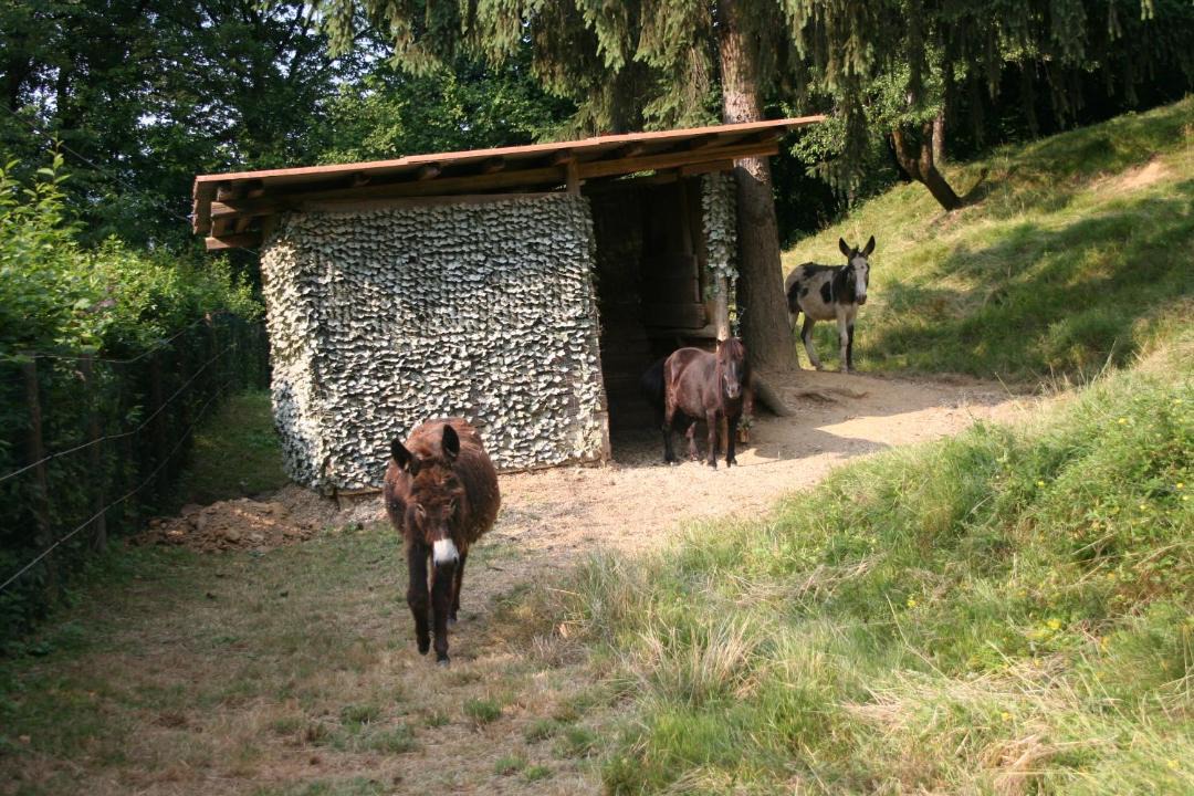 Photo of Others in Bergamo