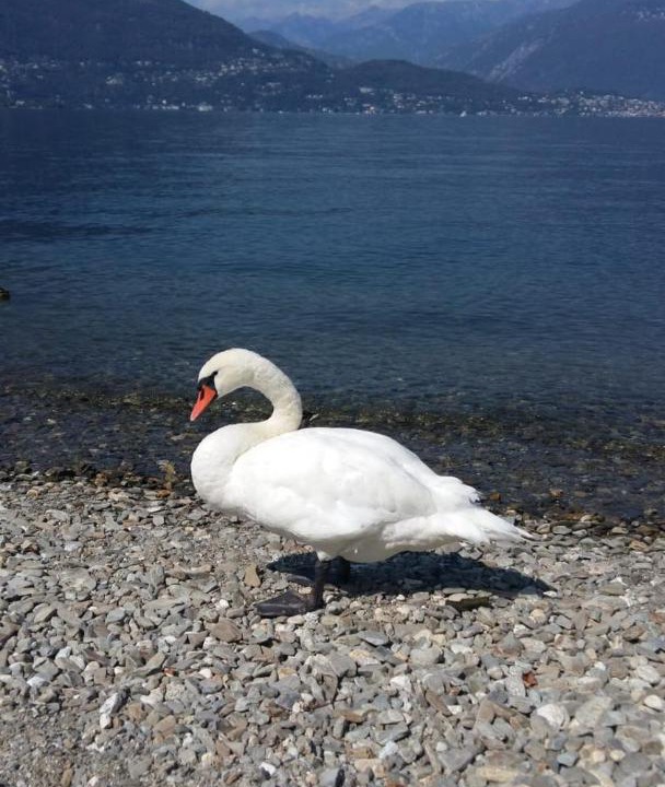 Photo of Others in Pino Lago Maggiore