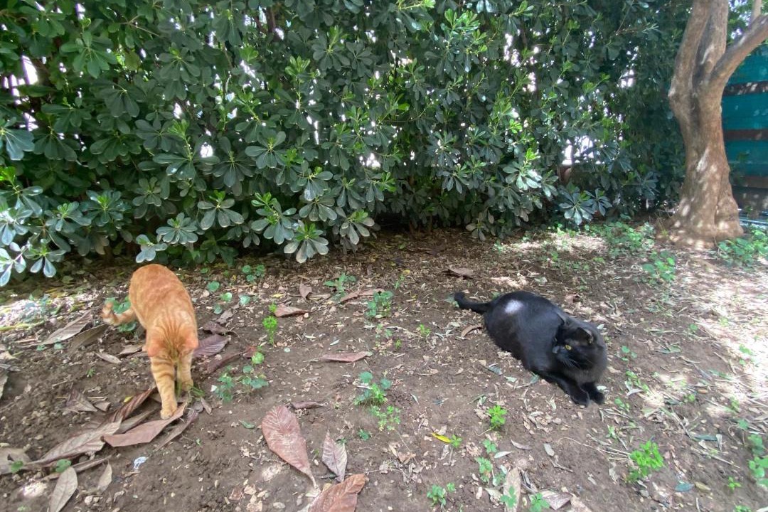 Photo of Others in Cologno Monzese