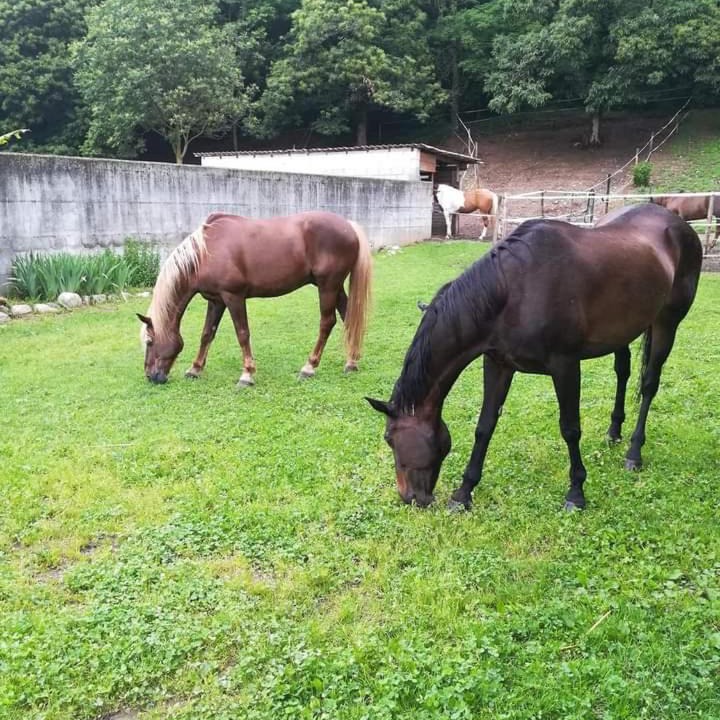 Photo of Outdoor in Somma Lombardo