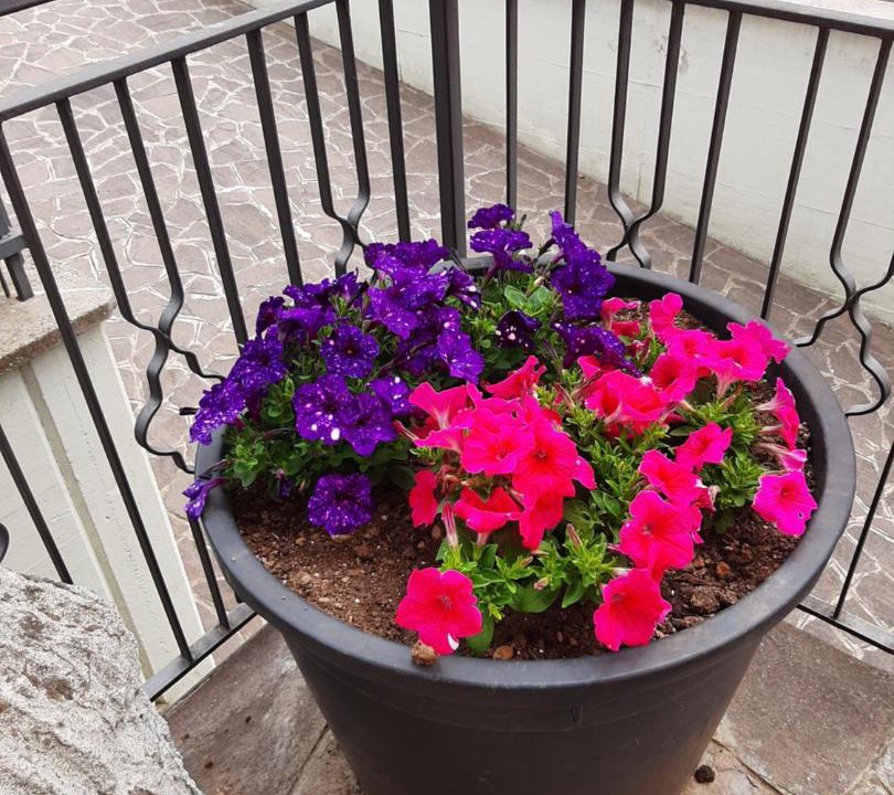 Photo of Patio Balcony in Zanica