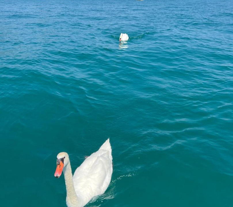 Photo of Human In Picture in Colombare