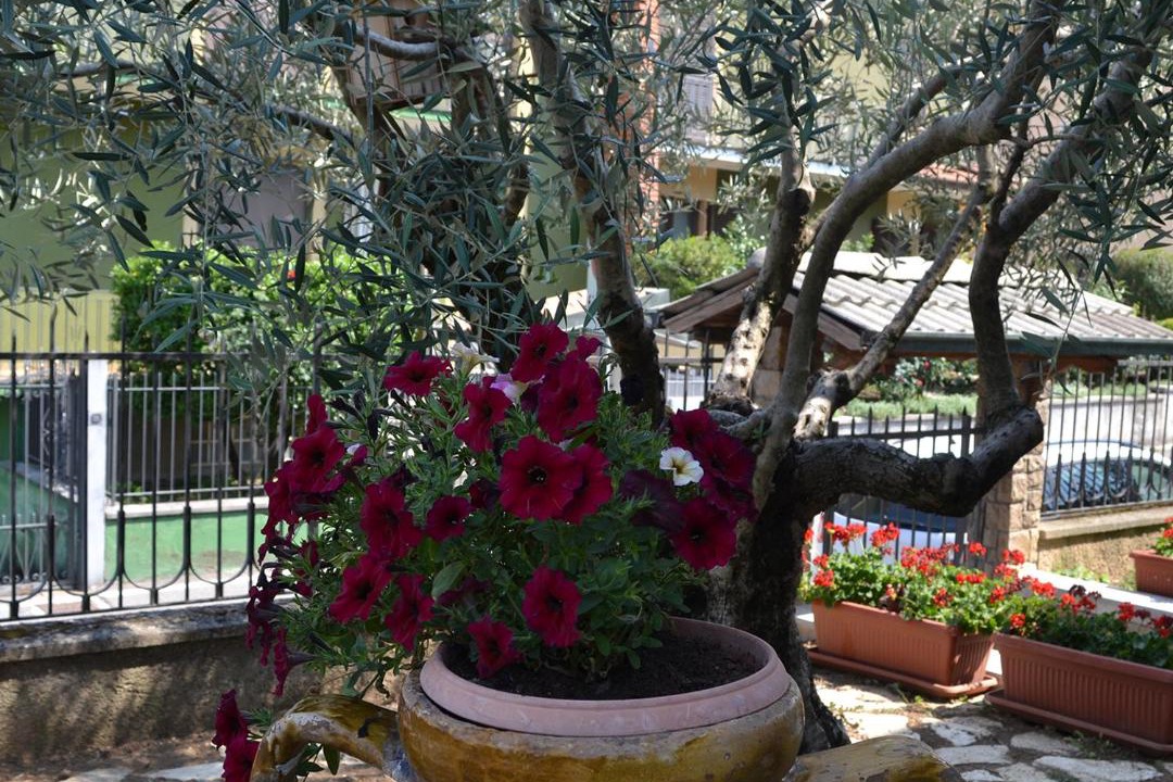 Photo of Others in Monterotondo