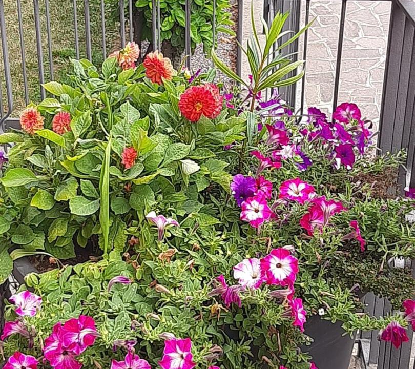 Photo of Patio Balcony in Zanica