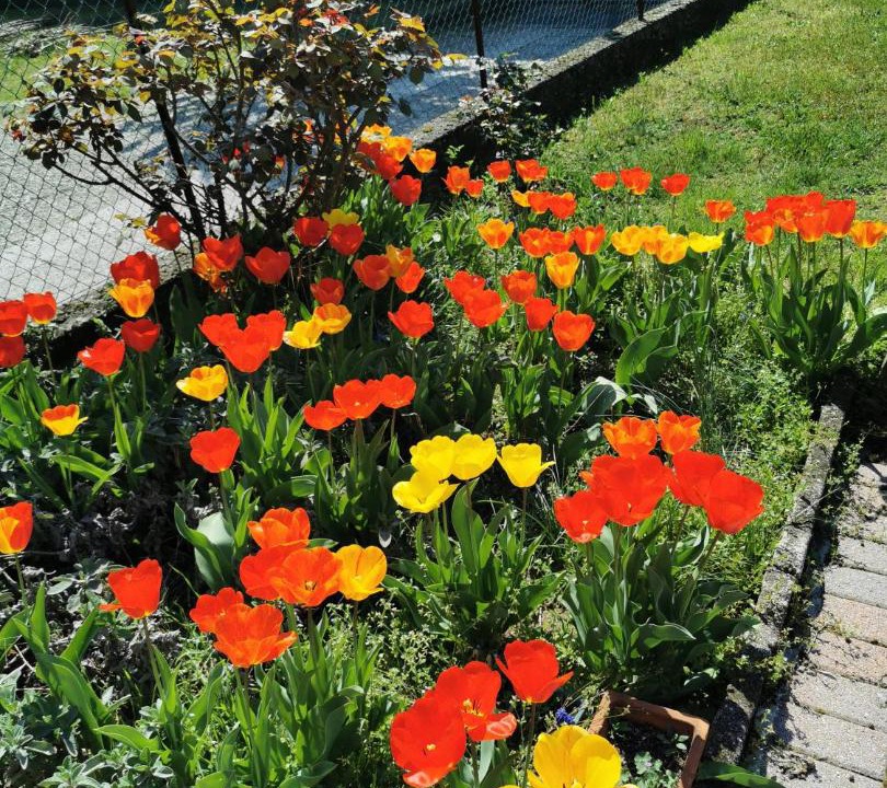 Photo of Outdoor in Angera