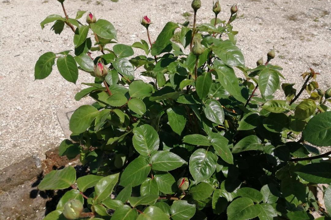 Photo of Outdoor in Monzambano