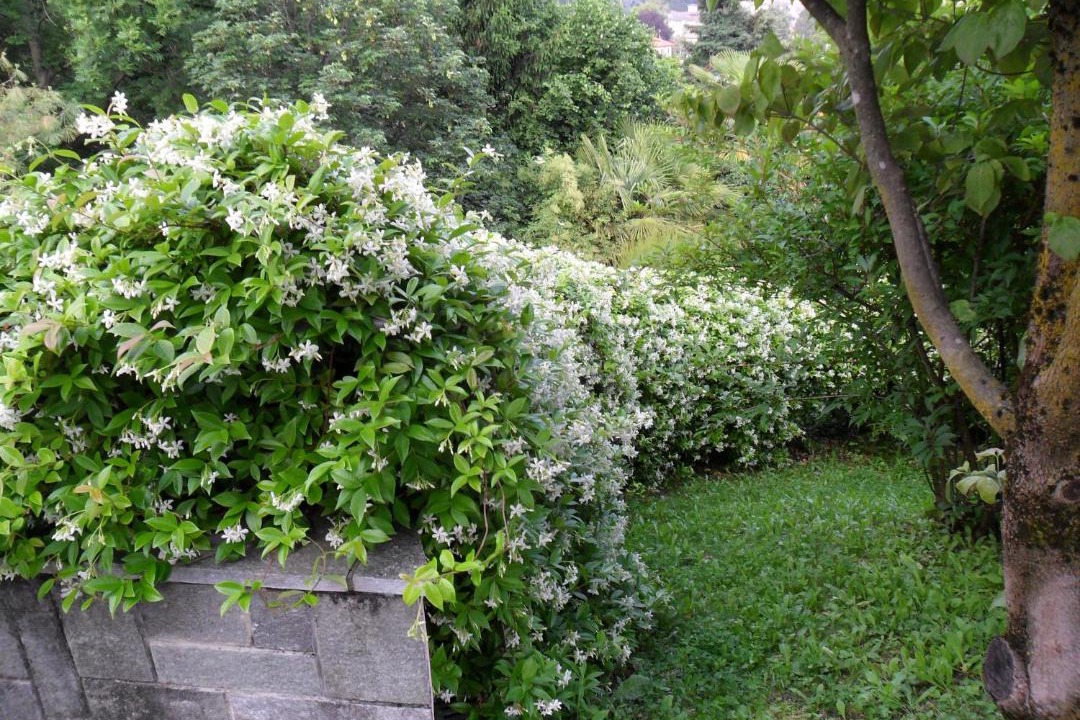 Photo of Outdoor in Albese con Cassano