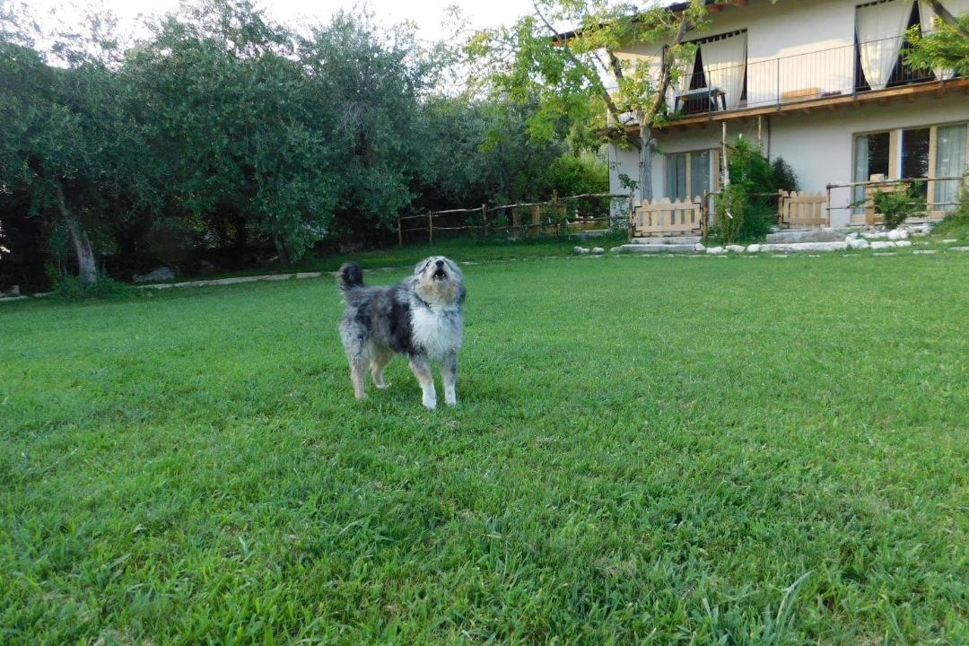 Photo of Others in San Felice del Benaco