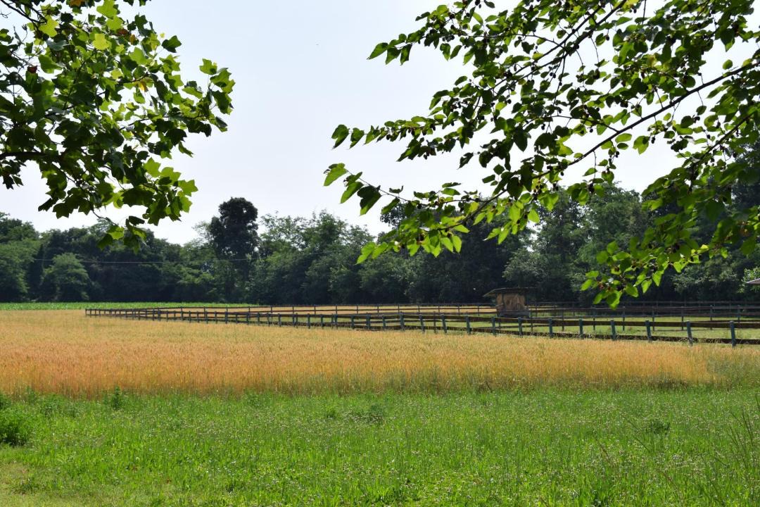 Photo of Outdoor in Palazzolo sull'Oglio